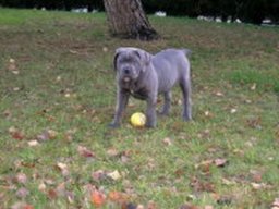 canegris_20211129_1433646489